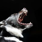 Dramatic close-up shot of a dog with its mouth open, revealing sharp teeth.