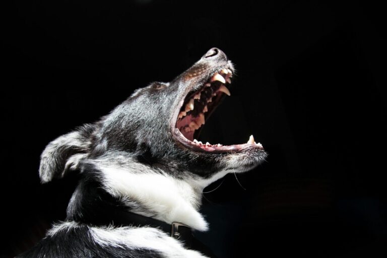 Dramatic close-up shot of a dog with its mouth open, revealing sharp teeth.