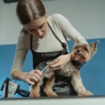 A female pet groomer trims a terrier dog's fur in an indoor grooming salon.