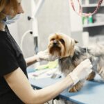 A veterinarian grooming a Yorkshire Terrier indoors at a clinic.