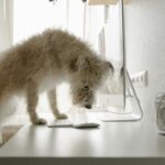 Curious white dog on desk intently gazing at computer screen indoors.