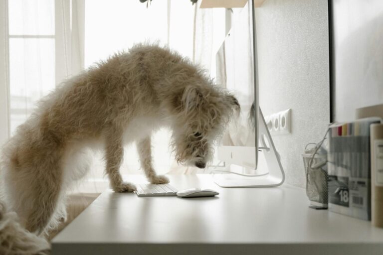 Curious white dog on desk intently gazing at computer screen indoors.