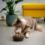 a brown and white dog eating food out of a bowl