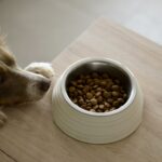 a brown and white dog eating food out of a bowl