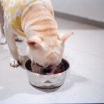 A dog wearing a yellow shirt eats from a bowl